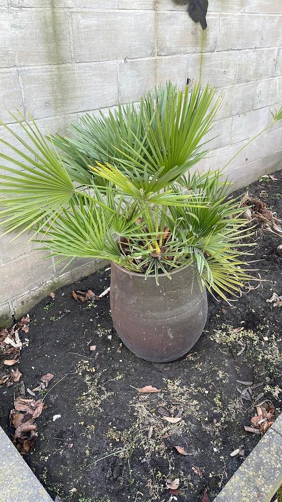 Palm met pot, Bloeit niet, 100 tot 250 cm, Palmboom, Ophalen