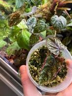 Cissus discolor, Ophalen of Verzenden, Halfschaduw, Minder dan 100 cm