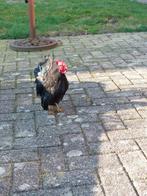 Gratis af te halen serama haantje, Dieren en Toebehoren, Mannelijk, Kip