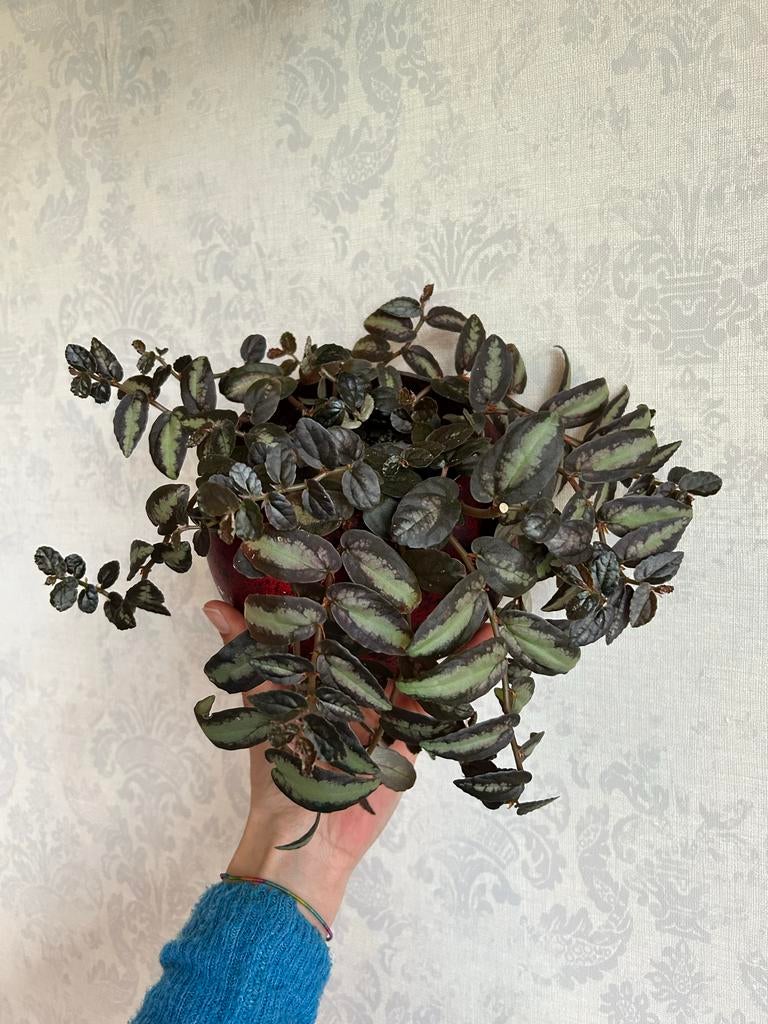 Pellionia repens hangplant - Alleen ophalen in Zeist, Ophalen, Overige soorten, Halfschaduw, Minder dan 100 cm