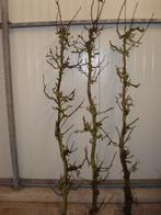 DECORATIETAKKEN  PERENTAKKEN, Ophalen