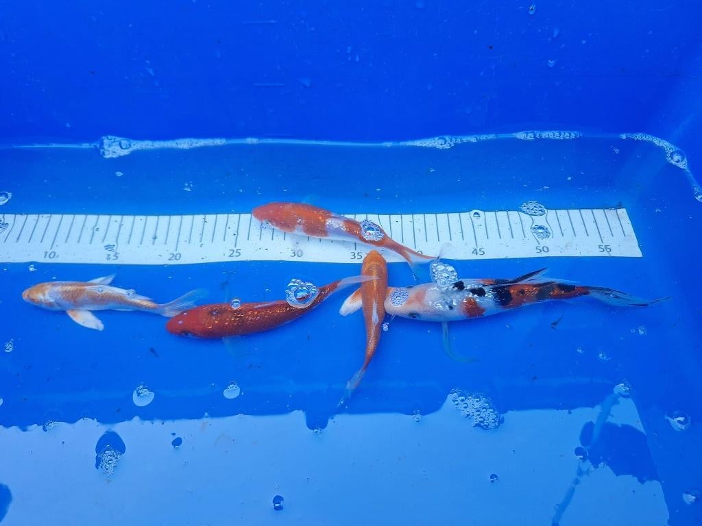 weer mooie 1 jarige koi te koop € 6,00 tot € 18,00 ps, Karper of Koi