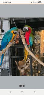 Koppel ara”s, Meerdere dieren, Papegaai