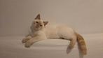 Half siamees kitten, Poes, Gechipt, 0 tot 2 jaar