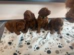 Rode middenslag poedel pups, Dieren en Toebehoren, Poedel, België, Particulier, 8 tot 15 weken