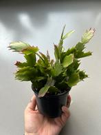 Schlumbergera lidcactus (Kerstcactus), Ophalen of Verzenden, Cactus, Halfschaduw, Minder dan 100 cm