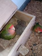 Baby agapornissen, wildkleur rosicollis, Dieren en Toebehoren, Vogels | Parkieten en Papegaaien, Meerdere dieren, Dwergpapegaai of Agapornis