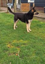 duitse herder teef  met stamboom, 1 tot 2 jaar, Teef, Parvo, Eén hond