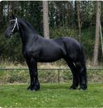 Te koop lieve mooie grote Friese merrie, Merrie, 170 tot 175 cm, Dressuurpaard, 7 tot 10 jaar