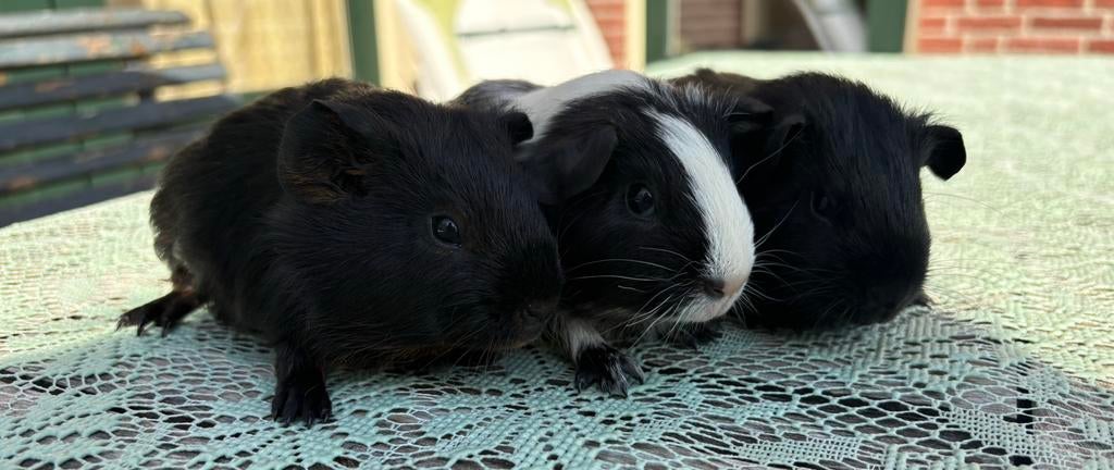 Cavia’s zeugjes, Dieren en Toebehoren, Knaagdieren, Maart, Vrouwelijk, Cavia