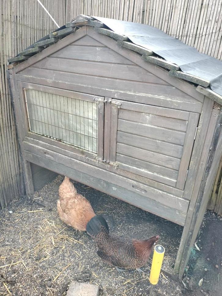 Kippenhok, Dieren en Toebehoren, Pluimvee | Toebehoren, Gebruikt, Kippenhok of Kippenren, Ophalen