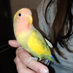 Jonge Agapornis Roseicollis (Man), Mannelijk, Dwergpapegaai of Agapornis, Geringd