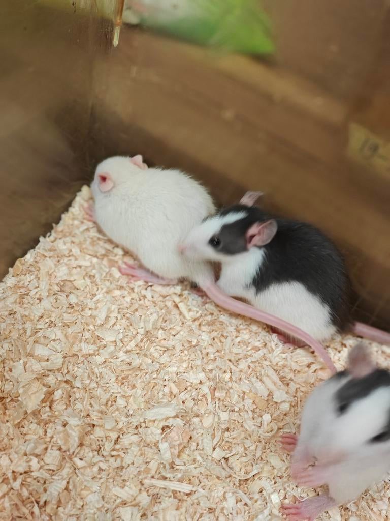 Lieve rittens vrouw te koop //, Rat, Maart, Vrouwelijk, Tam