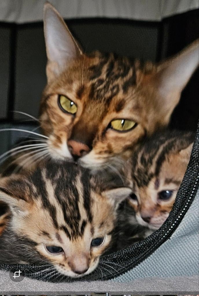Bengaal kittens, Dieren en Toebehoren, Katten en Kittens | Raskatten | Korthaar, Meerdere dieren, Met stamboom