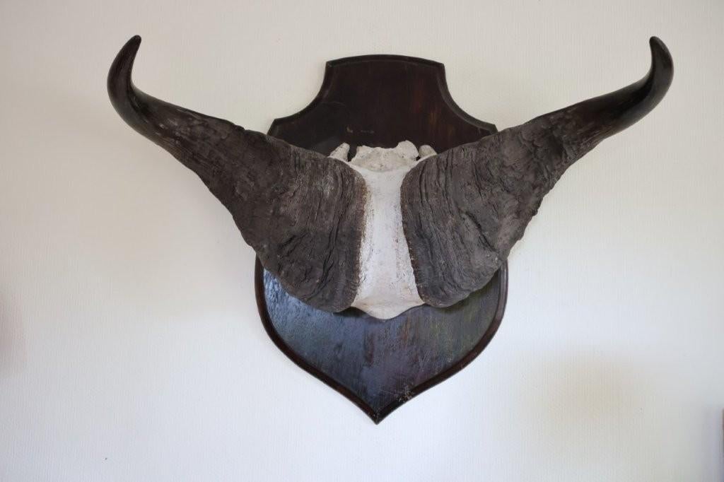 Taxidermie gewei schedel Kaapse buffel, Verzamelen, Dierenverzamelingen, Ophalen, Gebruikt, Wild dier, Schedel