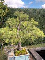 Bonsai Pinus sylvestris, Bloeit niet, Overige soorten, Minder dan 100 cm, Ophalen