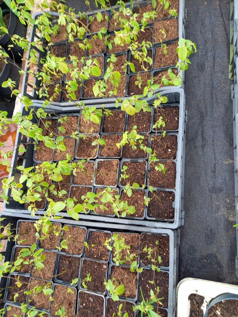 Haagbeuk beuken beukenhout p9 €2, Ophalen of Verzenden, Overige materialen, Minder dan 100 cm, Minder dan 25 cm