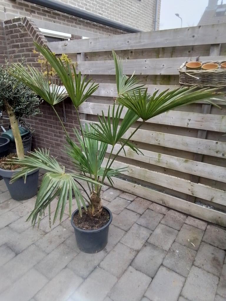 Bomen struiken buitenpanten  tuinplanten vasteplanten, Tuin en Terras, Planten | Bomen, Ophalen, Volle zon, Overige soorten