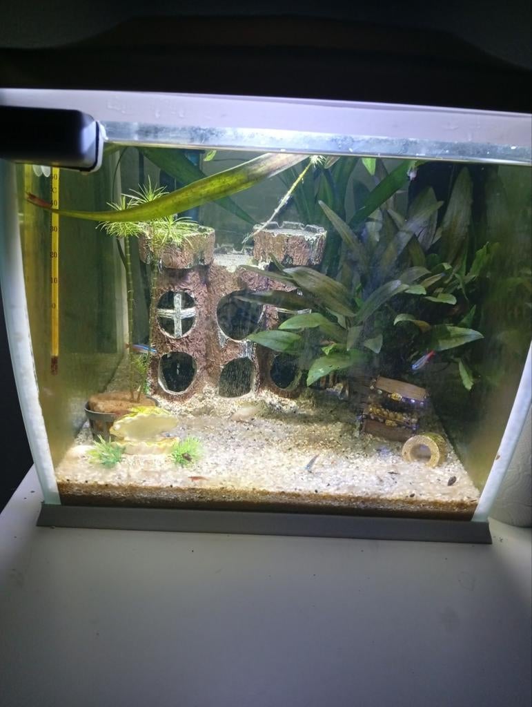 Klein panorama aquarium met inhoud, Ophalen, Zo goed als nieuw, Gevuld zoetwateraquarium