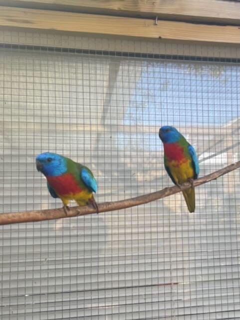 Splendid parkiet ruilen, Mannelijk, Parkiet, Geringd