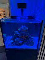 Zeeaquarium Red Sea Reefer G2 200L incl. vissen & koralen, Ophalen, Red Sea, Gevuld zeewateraquarium, Zo goed als nieuw