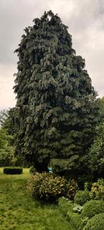 Vers conifeergroen voor decoratie, bijv. Koningsdag boog, Ophalen