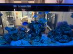 Red Sea reefer peninsula 650, Dieren en Toebehoren, Ophalen, Gevuld zeewateraquarium