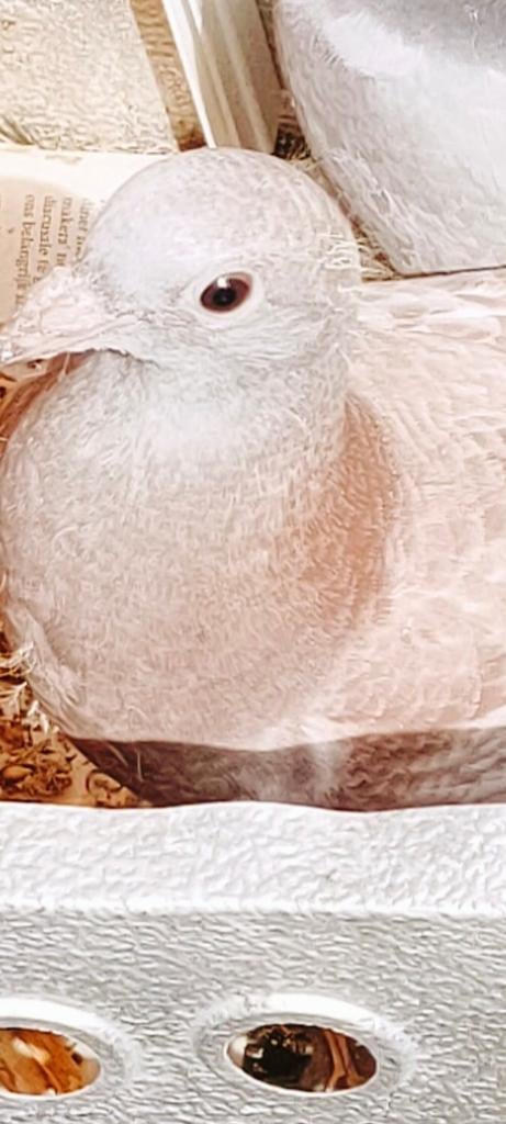 3  Jonge duiven  100% Jan Telen, Dieren en Toebehoren, Vogels | Duiven, Meerdere dieren, Postduif