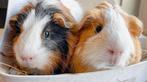 Gratis 2 cavia zeugjes, voor Buiten/overdekt (in een groep), Maart, Vrouwelijk, Cavia