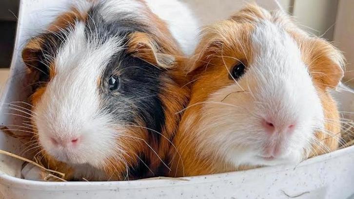 Gratis 2 cavia zeugjes, voor Buiten/overdekt (in een groep), Dieren en Toebehoren, Knaagdieren, Vrouwelijk, Cavia, Maart
