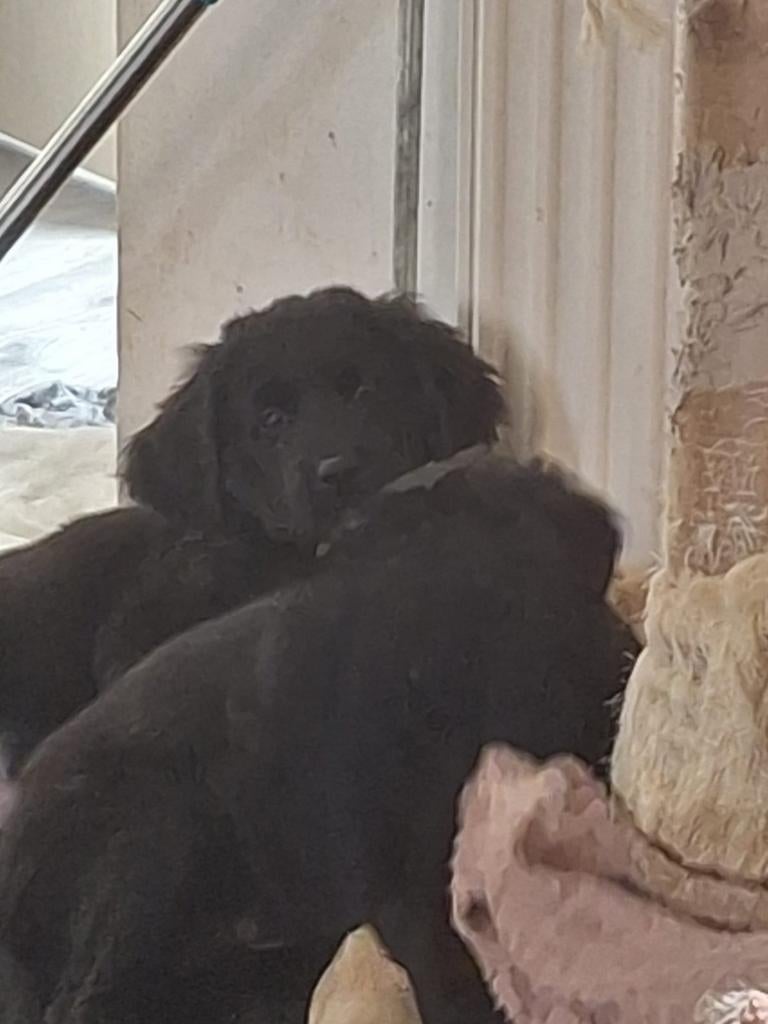 MET SPOED GOED THUIS GEZOCHT!, Dieren en Toebehoren, Parvo, 8 tot 15 weken, Labrador retriever, Meerdere