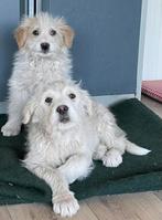 2 lieve puppies zoeken een thuis, Dieren en Toebehoren, Honden | Niet-rashonden, Particulier, 15 weken tot 1 jaar, Buitenland