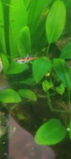 Endler gup groep gratis, Dieren en Toebehoren, Vissen | Aquariumvissen, Vis, Zoetwatervis, Schoolvis