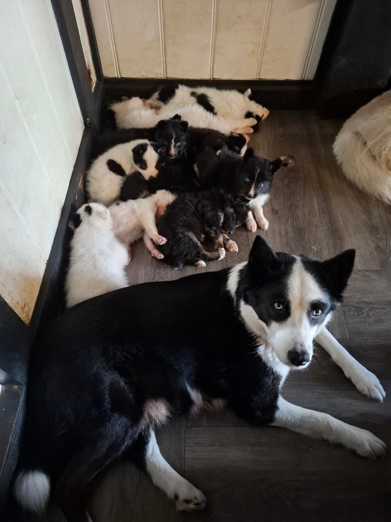 Prachtige Dutch laika pups.  Yakutian Laika, x Samojeed mix, Parvo, 8 tot 15 weken, Poolhond, Meerdere