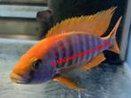 Aulonocara Sunset malawi cichliden, Dieren en Toebehoren, Vis, Zoetwatervis, Schoolvis