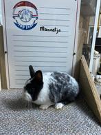 Jonfe dwergkonijnen handtam, Mannelijk, Dwerg