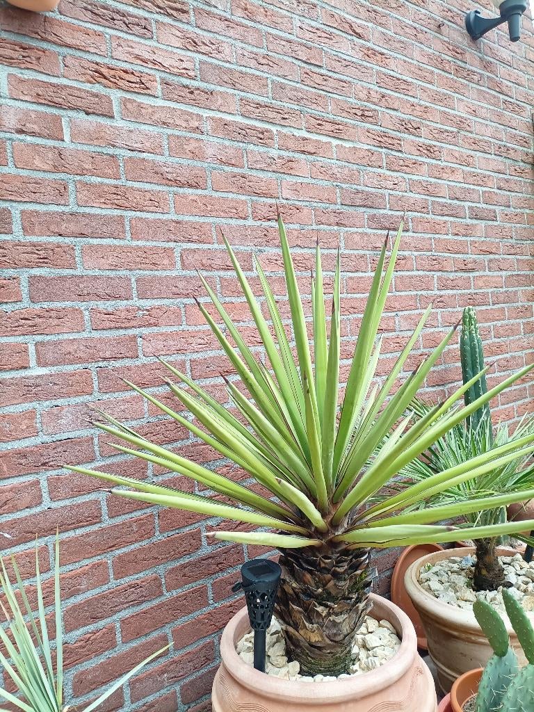 Yucca treculeana absoluut winterhard, Volle zon, Vaste plant, Herfst, Ophalen