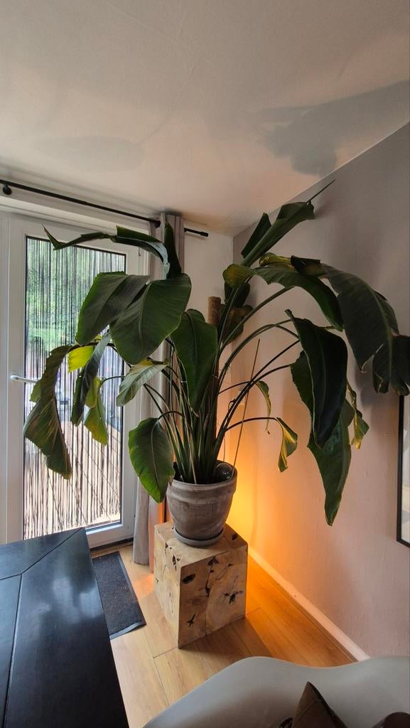 Grote Strelitzia Nicolai - Paradijsvogelplant, Huis en Inrichting, Kamerplanten, Ophalen