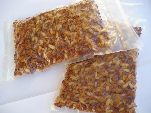 maden, wormen, casters, dauwpieren etc evt per post, Watersport en Boten, Hengelsport | Algemeen, Nieuw, Kleding, Ophalen of Verzenden