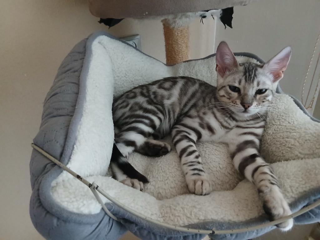 Bengaal kittens, Meerdere dieren, Gechipt, 0 tot 2 jaar