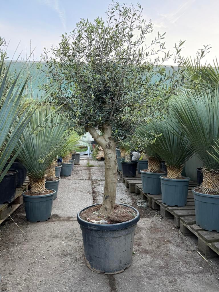 Olijfbomen met rechte stam en volle kroon - 180cm, Tuin en Terras, Planten | Bomen, Volle zon, Ophalen of Verzenden, 100 tot 250 cm