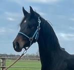 Super interessant gefokte pony!, Dieren en Toebehoren, Merrie, Met stamboom, Dressuurpony, 3 tot 6 jaar