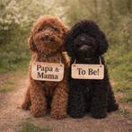 Nestje opkomst! 15 april uitgerekend. Toypoedel/Maltipoo, Poedel, Parvo, 8 tot 15 weken, Meerdere