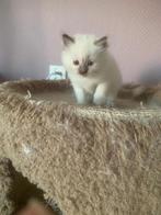 Ragdolls Bicolour kittens te koop, Meerdere dieren, Ontwormd, 0 tot 2 jaar