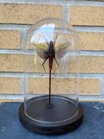 Geprepareerde Gevlekte sprinkhaan in een glazen stolp, Verzamelen, Ophalen of Verzenden, Insect, Opgezet dier