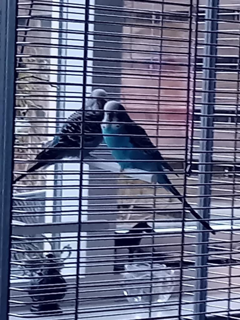 Koppeltje parkietjes, Dieren en Toebehoren, Vogels | Parkieten en Papegaaien, Meerdere dieren, Parkiet, Tam