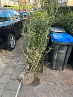 Grote Liguster Haagplant, Tuin en Terras, Ophalen, Liguster, Haag, 100 tot 250 cm