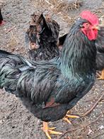 Barnevelder dubbelgezoomd haan, Dieren en Toebehoren