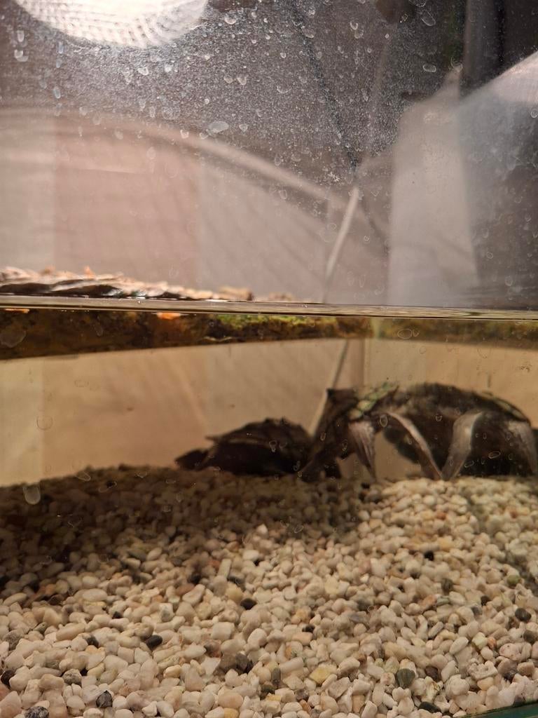 2 zaagrugjes zoeken een nieuw huisje, Schildpad, 0 tot 2 jaar