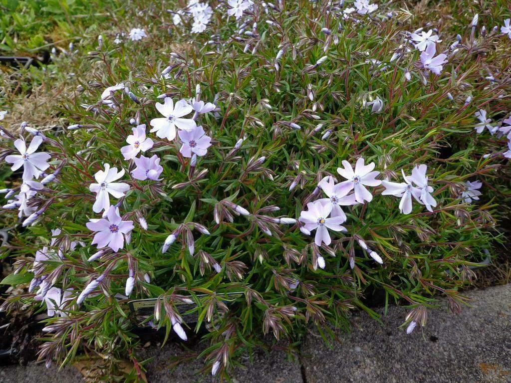 Kruipphlox  in P9 pot. Vaste plant. €1,00 p/st, Ophalen, Bodembedekkers, Vaste plant, Halfschaduw